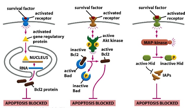 [bio230] Lecture 11 Apoptosis